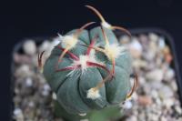 Echinocactus horizonthalonius PD 115